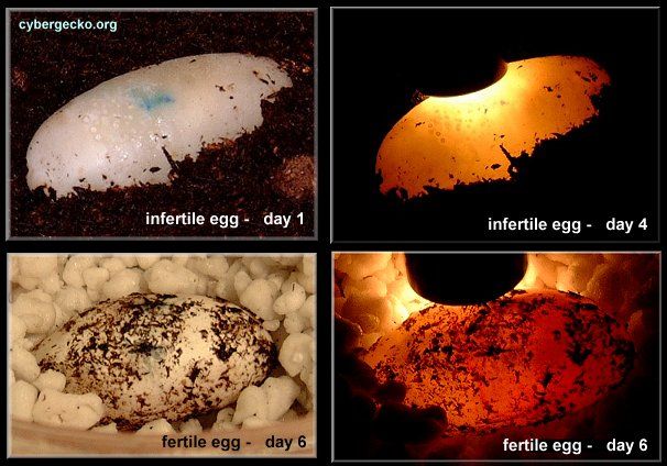 However, fertile and infertile... 